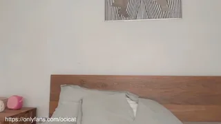 ocicat