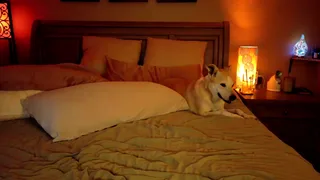 cougar_vibes